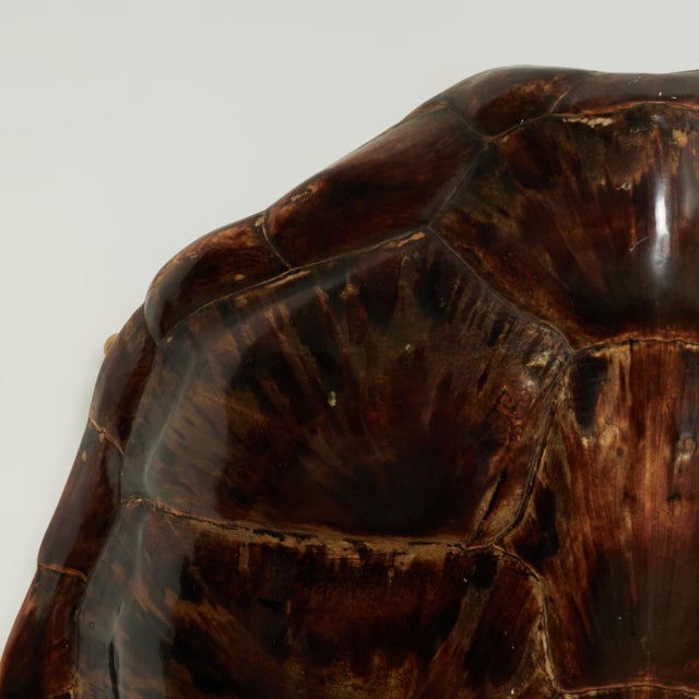 Victorian Antique Organic Turtle Shell For Sale - Image 3 of 10