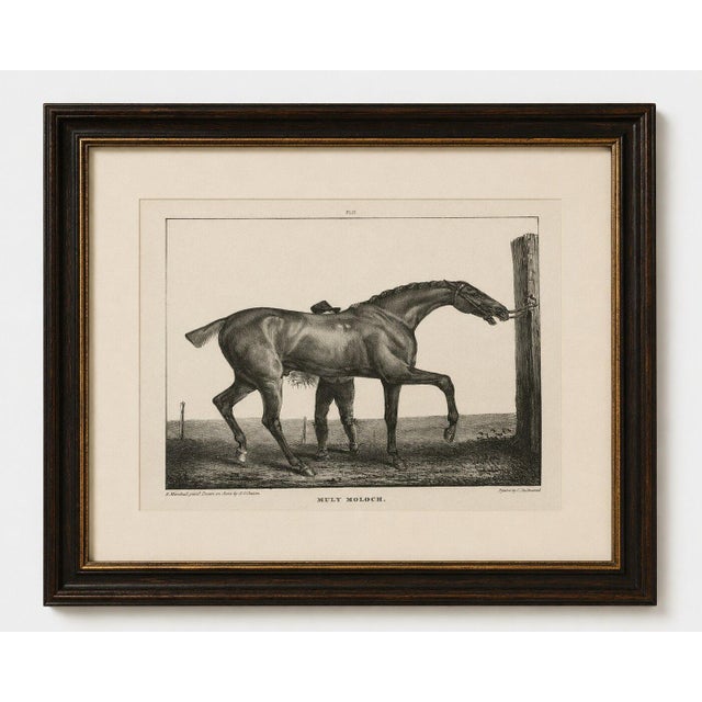 Gold After Chalon, Muly Moloch Sporting Horse, Lithograph, 1840 For Sale - Image 8 of 9