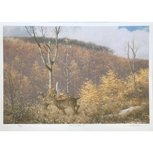 Contemporary Claudio d'Angelo Deer in a Clear Cut Lithograph on Paper For Sale - Image 3 of 3