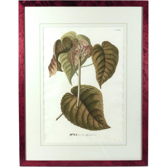 18th-Century Exotic Botanical Prints From Plantae Selectae by Georg Ehret For Sale - Image 4 of 18