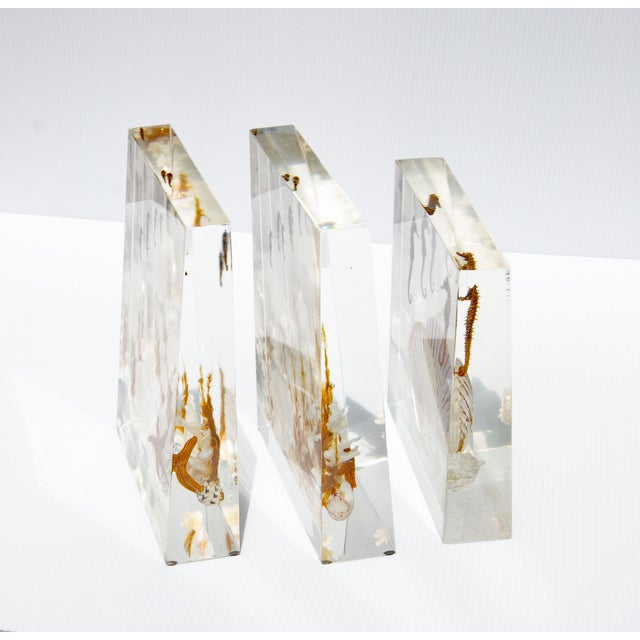 Mid 20th Century Lucite Sea Life Specimen Sculptures Mid Century Modern For Sale - Image 5 of 5