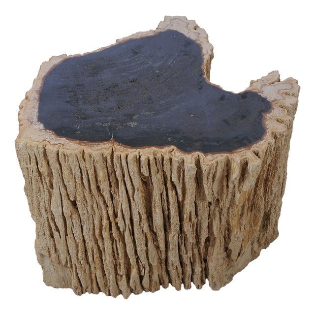 Petrified Wood Side Table by Xyleia Petrified Wood For Sale