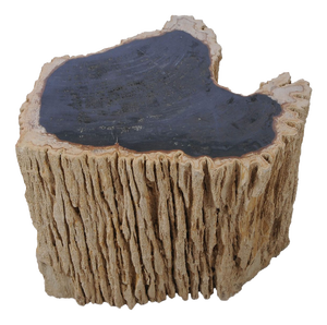 Petrified Wood Side Table by Xyleia Petrified Wood