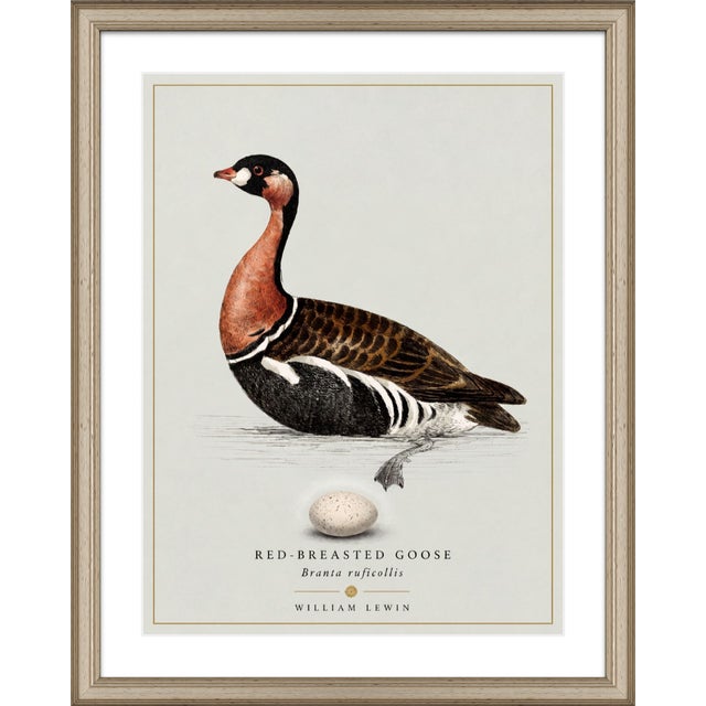 William Lewin 1789 Waterbirds Fine Art Gallery Board Print - The Red Breasted Goose For Sale - Image 4 of 11