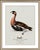 William Lewin 1789 Waterbirds Fine Art Gallery Board Print - The Red Breasted Goose For Sale - Image 4 of 11