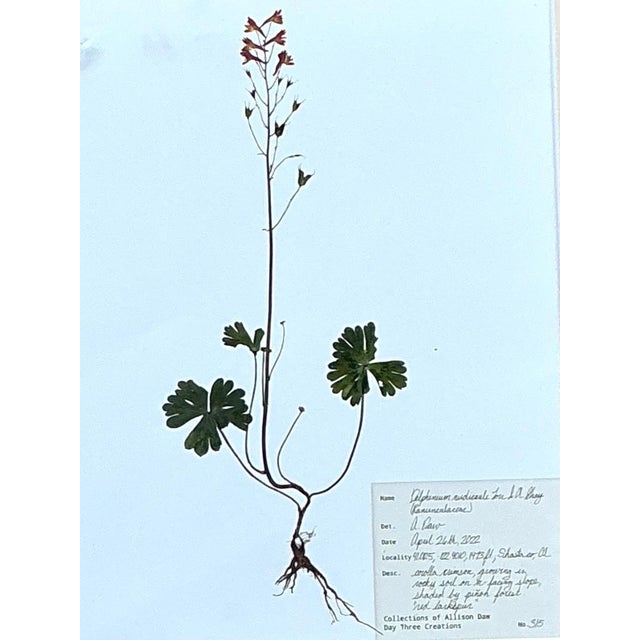White Vintage Botanical Herbarium Prints in Wood Frames - Set of 4 For Sale - Image 8 of 13