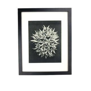 Framed Antique Photogravure Blossfeldt Botanical Print - No. 113 For Sale