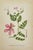 Presenting a beautifully hand-coloured set of ten antique botanical lithographs showcasing a diverse collection of field...