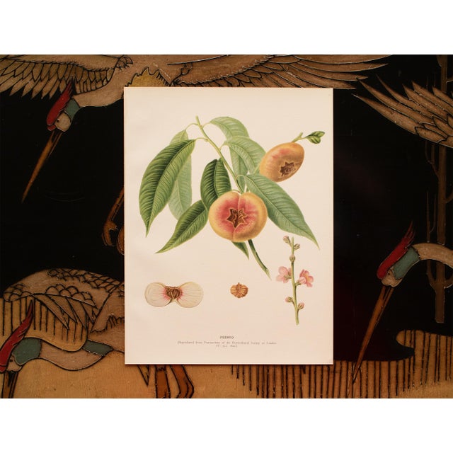 1900s U. P. Hedrick, Original Antique Photogravure of Peento Peaches For Sale In Dallas - Image 6 of 7