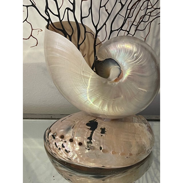 Coastal 1970s Sea Whip Brunch on Nautilus Shell Stand For Sale - Image 3 of 5
