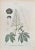 Vincenzo Tenore, The Horse Chestnuts, Lithograph, 1870s For Sale