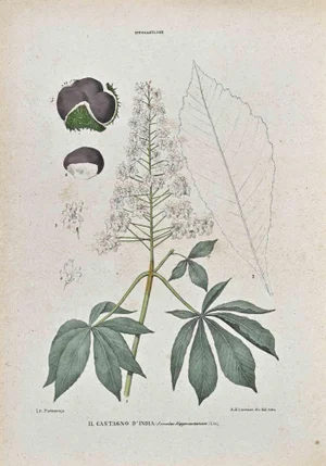 Vincenzo Tenore, The Horse Chestnuts, Lithograph, 1870s