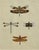 Dragonfly Study, Original Print by Dru Drury, 1837 For Sale - Image 4 of 5