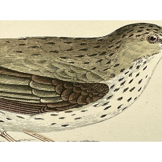 Late 19th Century Antique Bird Print From England Showcasing an Adorable Meadow Pip - Circa 1888 For Sale - Image 5 of 12