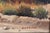 Desert Landscape Painting by Beverly Carrick (Born 1930) For Sale - Image 9 of 12