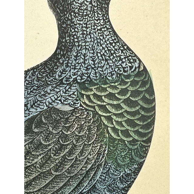 Late 19th Century Antique Hand Tinted Bird Print From England Featuring a Majestic Black Capercali/Capercaillie - Circa 1888 For Sale - Image 5 of 12