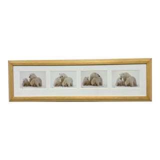 Thomas Mangelsen Images of Nature Collection of Polar Expressions Photography, Signed For Sale