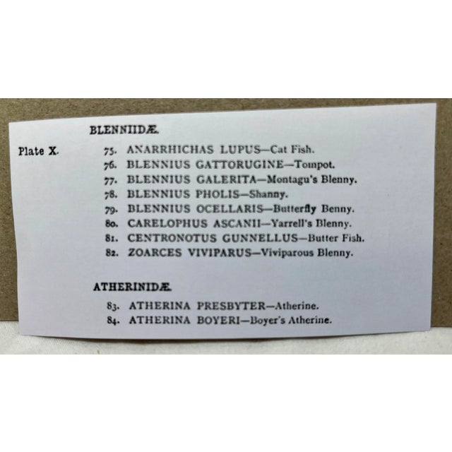 Antique Fish Print From England Featuring Catfish, Tompot, Shanny and Varieties of Blenny & Atherine Fish - Circa 1902 For Sale - Image 10 of 12