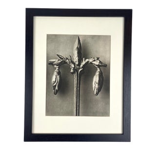 Framed Antique Botanical Blossfeldt Print - No. 19 For Sale