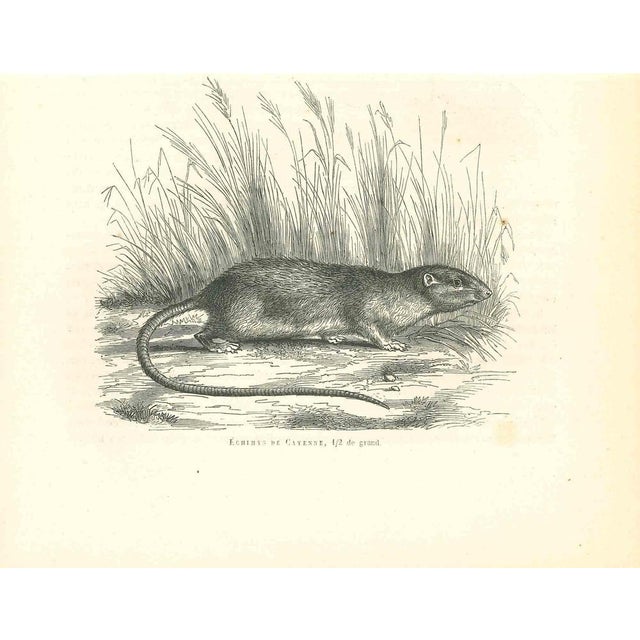 Echimys is an original lithograph on ivory-colored paper, realized by Paul Gervais (1816-1879). The artwork is from The...