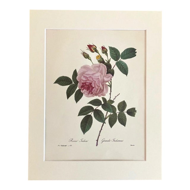 Vintage PJ Redouté Print in 11x14 Mat - "Rosa Indica - Grande Indienne", Roses For Sale