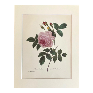 Vintage PJ Redouté Print in 11x14 Mat - "Rosa Indica - Grande Indienne", Roses