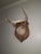 Beautiful mid century mounted trophy deer antlers. Mounted on a carved wood plaque with leather center.