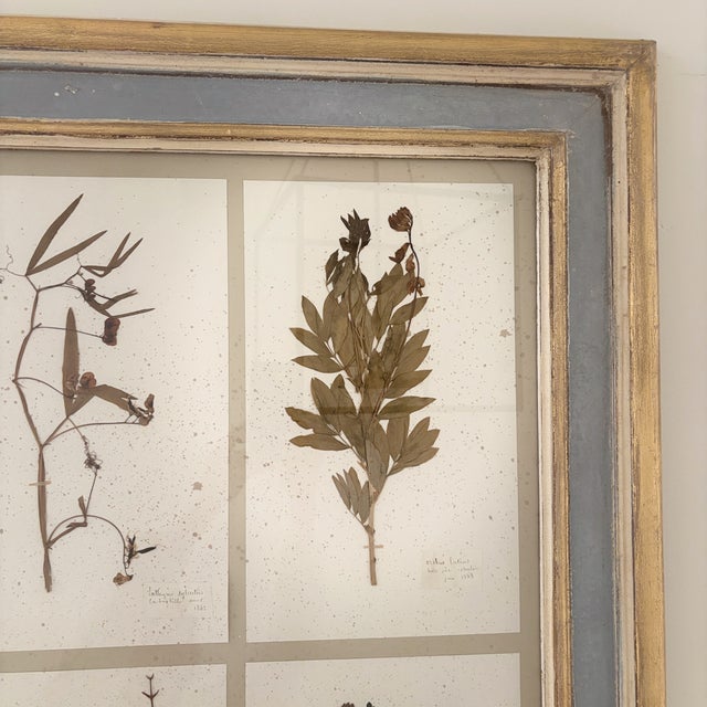 Wood Large 19th Century French Mounted Botanical Herbiers For Sale - Image 7 of 16