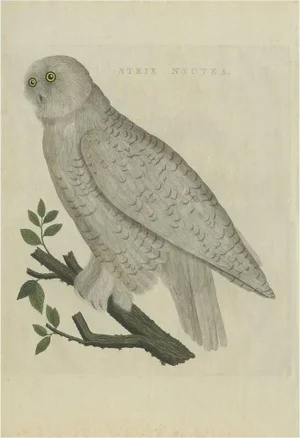 C. Nozeman, M. Houttuyn and J.C. Sepp, Strix Nyctea, 1809, Paper