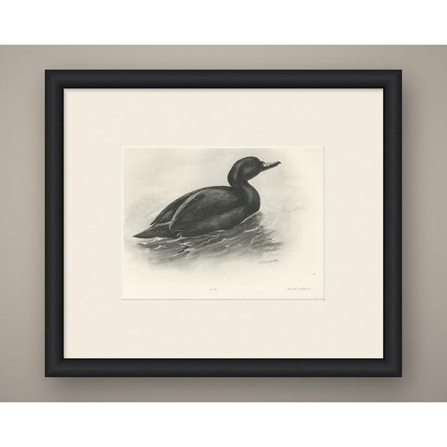 This antique bird print shows a scoter drake swimming, the plumage wholly black without a mark on it, the only relief the...