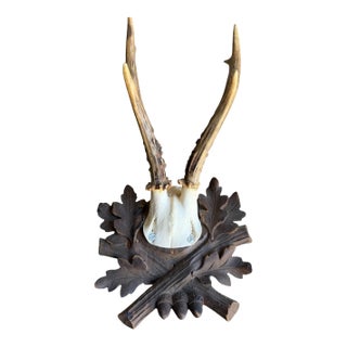 Roe Deer Trophy 225 Black Forest Antlers For Sale