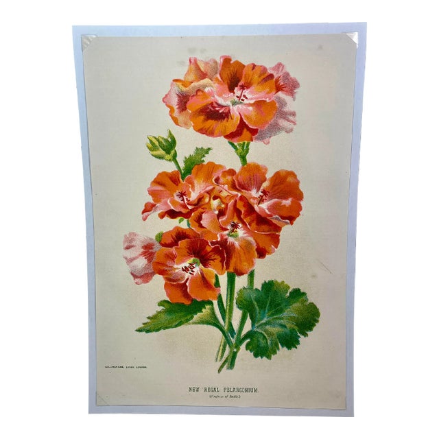 Antique Botanical Print From England Featuring a Vibrant Orangish Red Empress of India Flower With Green Foliage - Circa 1892 For Sale