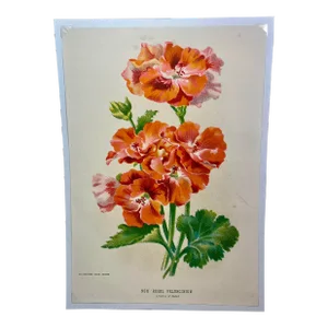 Antique Botanical Print From England Featuring a Vibrant Orangish Red Empress of India Flower With Green Foliage - Circa 1892