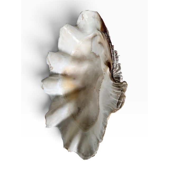 Hollywood Regency Vintage Natural Giant Clam Shell – 11.5” Scalloped Coastal Specimen Bowl For Sale - Image 3 of 7