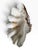Hollywood Regency Vintage Natural Giant Clam Shell – 11.5” Scalloped Coastal Specimen Bowl For Sale - Image 3 of 7