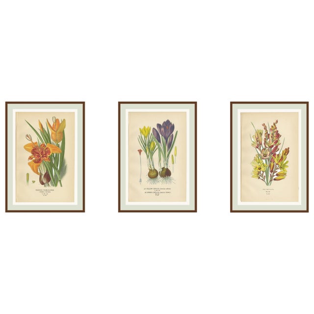 Edward Step, Peacock Tiger-Flower, Crocus & Ixia, 1897, Chromolithographs, Set of 3 For Sale - Image 10 of 10
