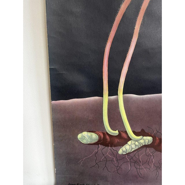 Botanic School Chart Depicting Anemone For Sale - Image 6 of 10