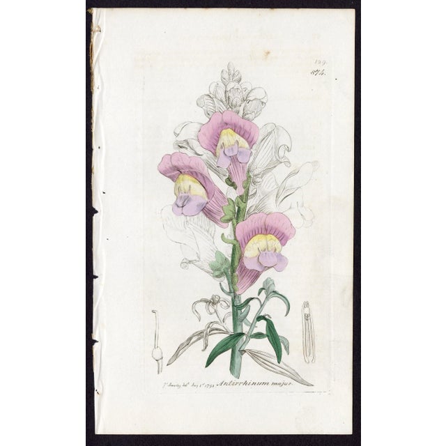 Offered here is an original antique botanical print from the celebrated English Botany series, featuring the distinctive...
