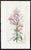 Offered here is an original antique botanical print from the celebrated English Botany series, featuring the distinctive...