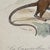 French Antique 18th Century "Le Cayopollin" Animal Engraving Hand Colored Signed Artwork For Sale - Image 10 of 11
