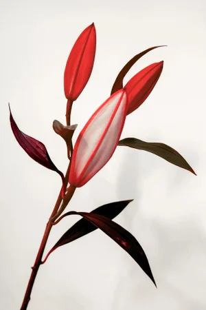 Guy Sargent, The Lilies III, Photograph