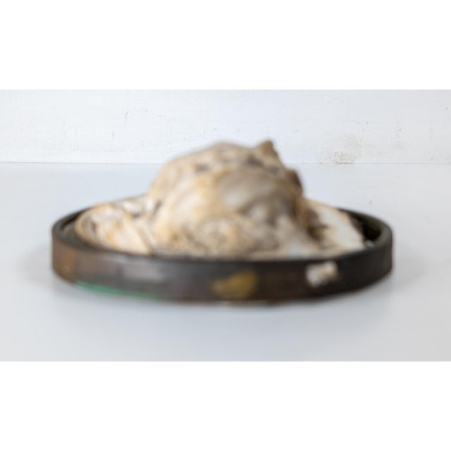 Sculpture Materials 19th Century French Renaissance Revival Distressed Plaster Medallion of a Male Figure For Sale - Image 7 of 10