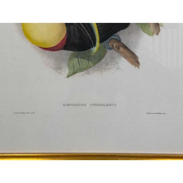 1960s Tucan Botanical Prints - A Pair For Sale - Image 4 of 5