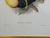 1960s Tucan Botanical Prints - A Pair For Sale - Image 4 of 5