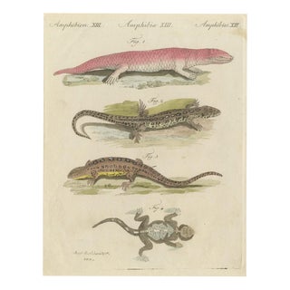 Bertuch, Skink and Grey Lizards, 1805, Print For Sale