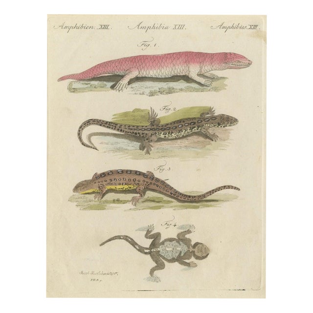 Bertuch, Skink and Grey Lizards, 1805, Print For Sale