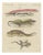 Bertuch, Skink and Grey Lizards, 1805, Print For Sale