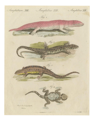 Bertuch, Skink and Grey Lizards, 1805, Print