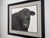 This graphite drawing presents a striking close-up of a black cow, capturing the intricate textures of its fur and the...