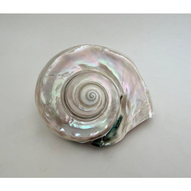 This exceptionally large Turbo Marmoratus shell has been polished to expose its iridescent mother-of-pearl layer. Photos...